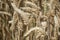 Close up of ripening yellow wheat ears on field at summer time. Detail of golden wheats Triticum spikelets. Rich harvest