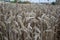 Close up of ripening yellow wheat ears on field at summer time. Detail of golden wheats Triticum spikelets. Rich harvest