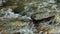 Close up of river flow and splash over stone in mountains as wonderful springtime scenery