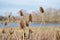 Close up of riverside reeds in the winter sunlight