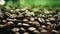 Close up of roasted coffee beans with a warm backlight background