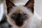 Close-up roasted kitten, clear blue eyes, brown ears, dark brown nose, furry hair, staring. Soft background.