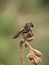 close up of a robber fly lalat hitam