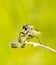 Close up of a robberfly insect on a blur background