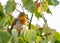 close up of a robin bird resting on a tree and chirping in fall