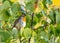 Close up of a robin bird resting on a tree and chirping in fall