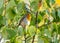 Close up of a robin bird resting on a tree and chirping in fall