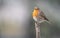 Close up of a Robin on a branch