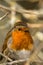 Close up of a Robin Erithacus rubecula