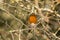 Close up of a Robin Erithacus rubecula