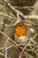 Close up of a Robin Erithacus rubecula