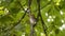 Close-up of a robin perched on a branch in a horse chestnut tree in spring