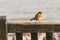 Close up of robin perched on wooden bench at seaside