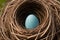 Close-up of a robin\\\'s nest with blue eggs
