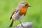 Close-up of a Robin standing on a piece of wood