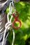 Close up rock climber, rope and climbing equipment. Carabiner with rope