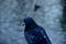 Close up of a rock dove pigeon