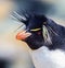 Close up of rock hopper penguin with bright yellow spiky feathers