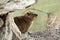 Close-up of Rock Hyrax