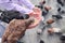 Close-up of rock pigeons, doves eating seeds from children hands in the park square