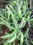 Close up of Rock Samphire - Crithmum maritimum Sea Shore Plant. Kritamos plant growing on the rocks.