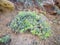 Close up of Rock Samphire - Crithmum maritimum Sea Shore Plant. Kritamos plant growing on the rocks. Super food sea fennel. Cretan
