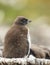 Close up of a Rockhopper penguin chick