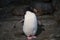 Close up of Rockhopper penguins
