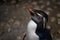 Close up of Rockhopper penguins