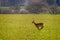 Close up of roe deer galloping across green field