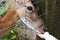 Close-up of a roe deer taking food from the hands of a child on a farm. A little girl feeds a spotted deer in a forest reserve.A