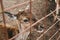 Close-up roe head with little horns in the zoo park. Wild animal in the farm enclosure. Fauna. Herbivores artiodactyla peaceful