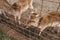 Close-up roe head with little horns in the zoo park. Wild animal in the farm enclosure. Fauna. Herbivores artiodactyla peaceful