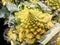 Close up on a romanesco cabbage and its beautiful geometric structure