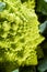 Close up on romanesco cauliflower