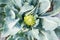 Close up of romanesco cauliflower plant