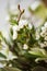 Close-up of romantic green flower bouquet