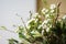 Close-up of romantic green flower bouquet