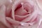 Close up of a romantic pink rose