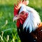 Close-up of a rooster in a field. Generative AI