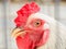 Close up of rooster head in a cage