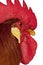 Close up of Rooster Leghorn, in front of white background