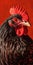 Close up of rooster's head with red background in the background. Generative AI