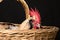 Close-up of a rooster sitting in a basket, Faverolles chicken