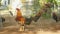 Close-up on roosters in small wire cages in the middle of a farmyard