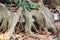 Close up root of Banyan tree