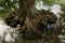 Close up of the root of a large tree on the water of a small river of crystal clear water.