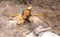 Close up of root of a tree going to cutting by sawing.