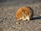 Close-up of a root vole