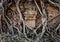 Close up of roots covering a temple wall and almost consuming it